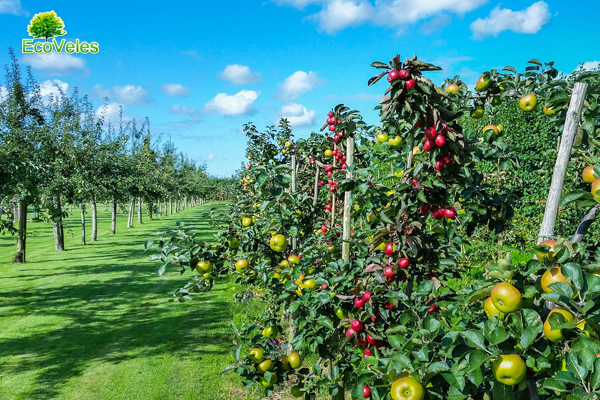 Саженцы от Eco Veles - свежие и недорогие